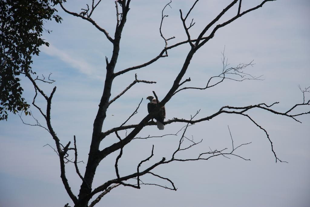 Cliff Dweller On Lake Superior Tofte Exterior foto